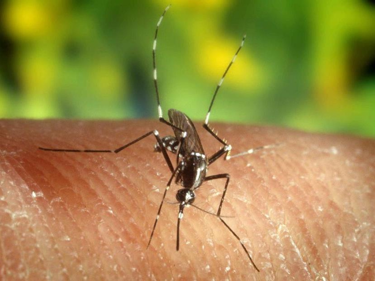 Zanzara tigre, l'invasione con il caldo e la ricerca di Enea per la sterilizzazione: un batterio contrasta la fertilità al 90%