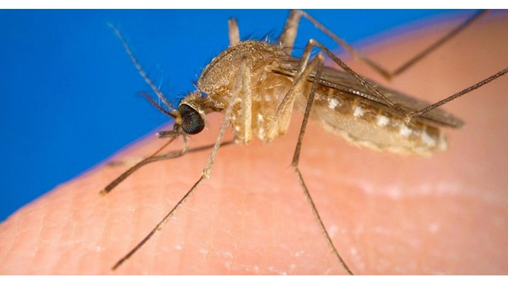 Il West Nile si è diffuso prima del solito e in un'area molto vasta - RaiNews
