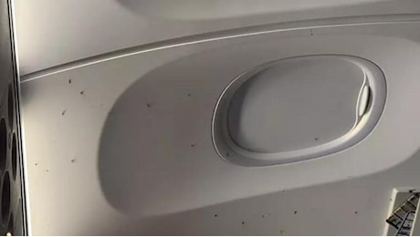 Zanzare invadono due aerei Ryanair a Malpensa, passeggeri sbarcati e voli in ritardo di tre ore