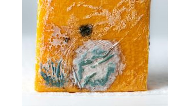 Campilobatteriosi, l’infezione zoonotica più frequente in Italia nel 2024 - sanitainformazione.it