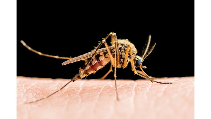Allarme West Nile, dopo il caso a Borgia l’Asp prova a rassicurare: «Rischio basso, speriamo che sia un caso isolato» · LaC News24 - LaC News24