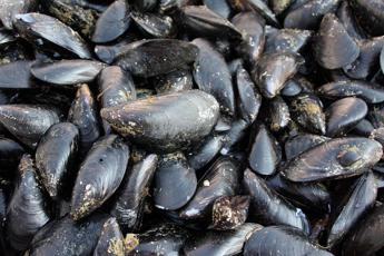 Caldo fa strage di molluschi nel delta del Po, moria di cozze e vongole