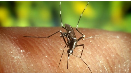 Nuovo caso di chikungunya a Rosà, il paziente di rientro dall’estero: scatta la disinfestazione