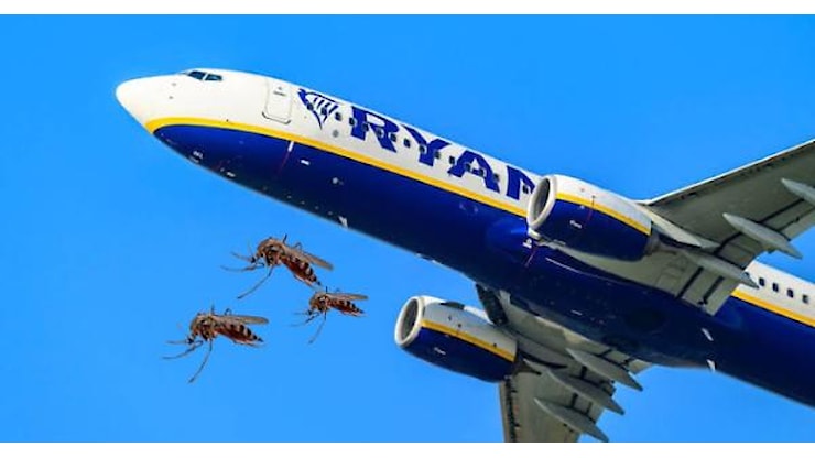 Sciame di zanzare sul volo Ryanair, passeggeri costretti a scendere - Torino Cronaca