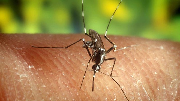 Caso di Chikungunya a Vicenza, scatta la disinfestazione. Cos'è questa malattia tropicale - Il Giornale di Vicenza