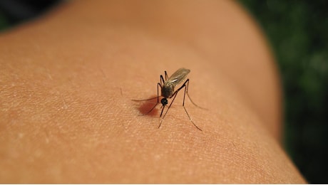 West Nile, allerta in Emilia-Romagna: campioni positivi in sei province e ordinanza a Imola