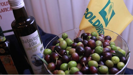 Olio extravergine, niente più miscele: la nuova circolare del Masaf cambia le regole in etichetta