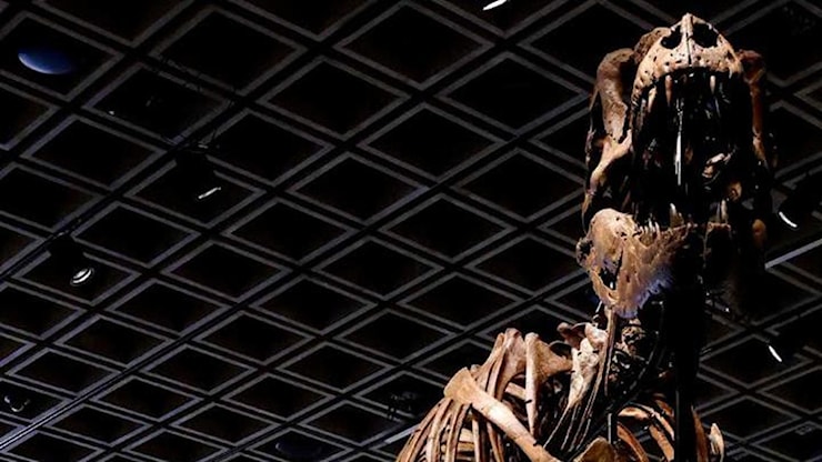 Un colpo di martello da record: il T-Rex Gus venduto per oltre 50 milioni di dollari - La Stampa