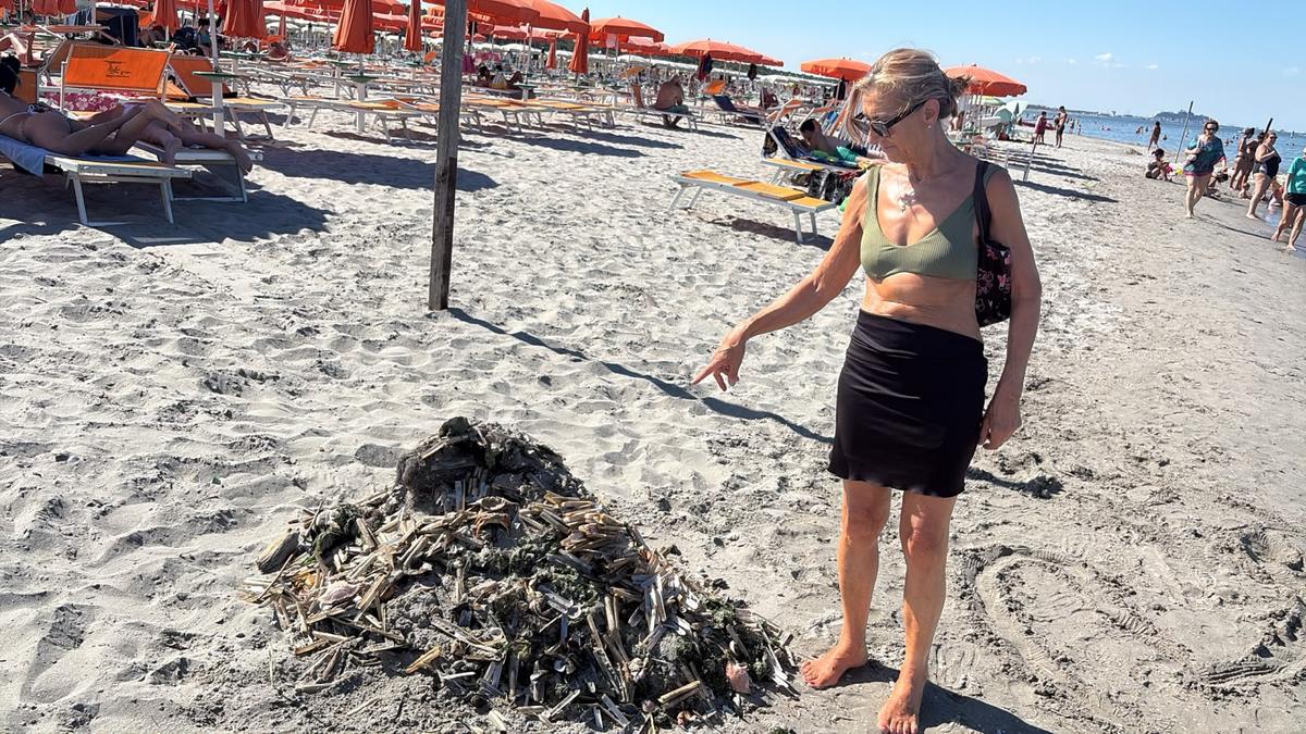 L’Adriatico bolle, morìa di granchi e molluschi: “Carenza di ossigeno per le alte temperature”