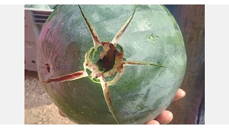 Un disastro, gravi danni ai frutteti per molti anni